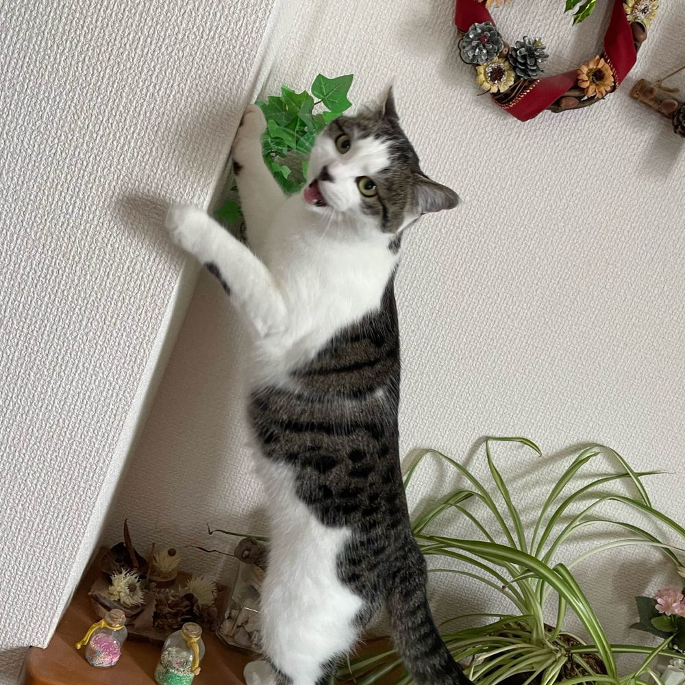 姫シャラ