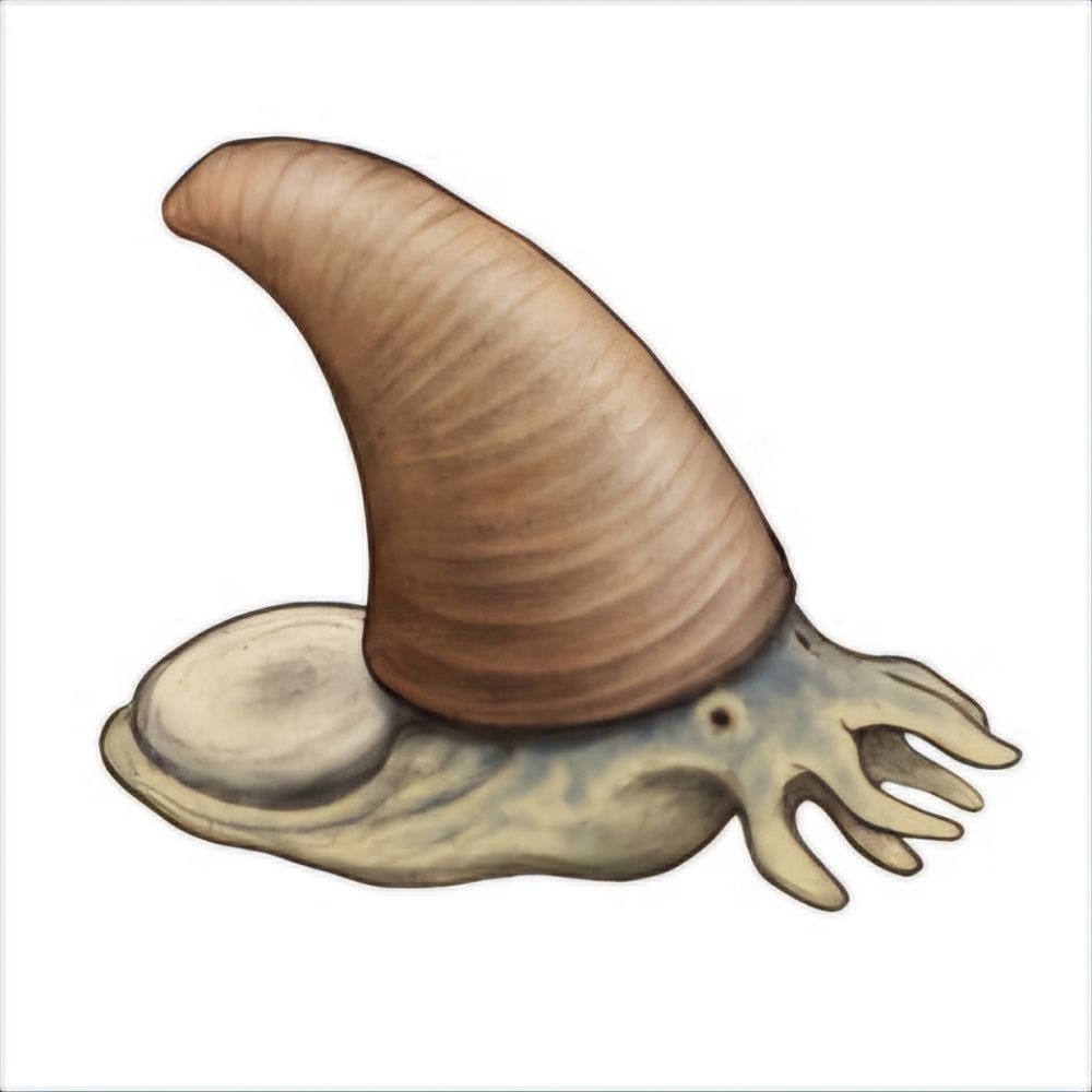 Squid Wizard