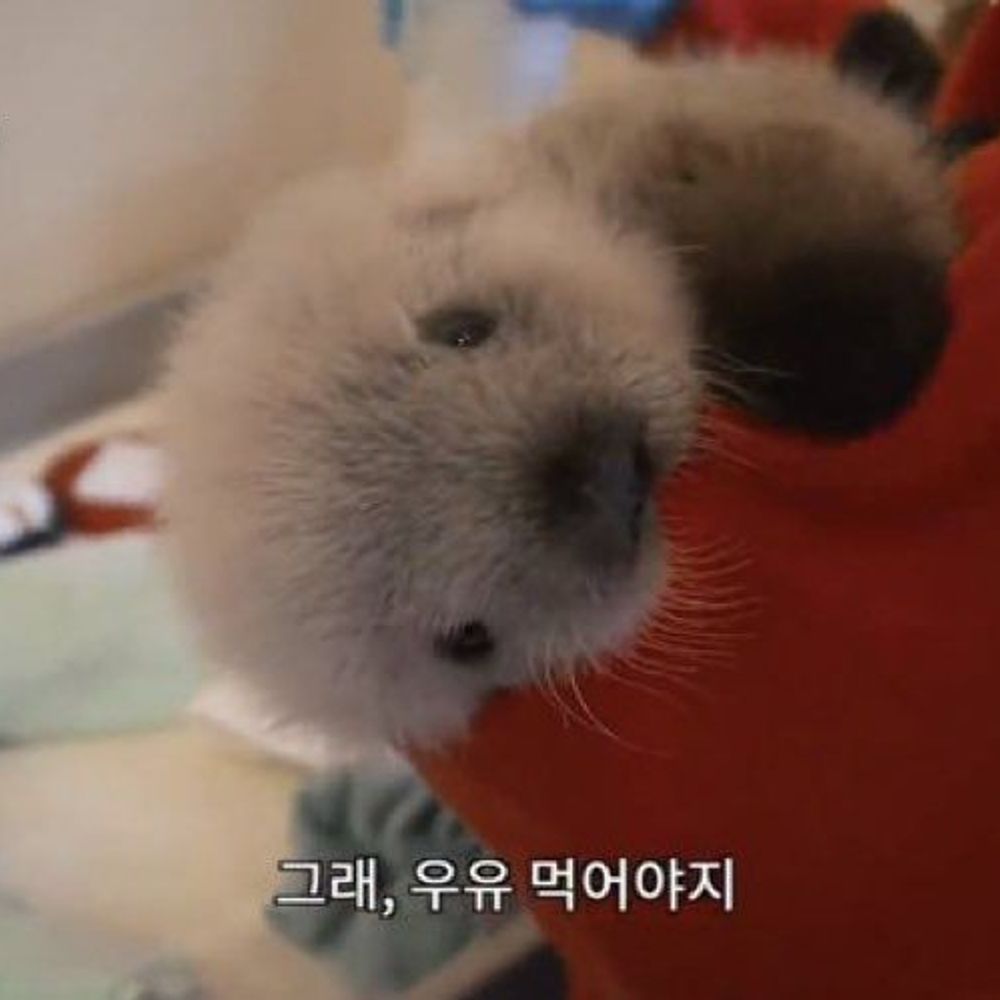노장