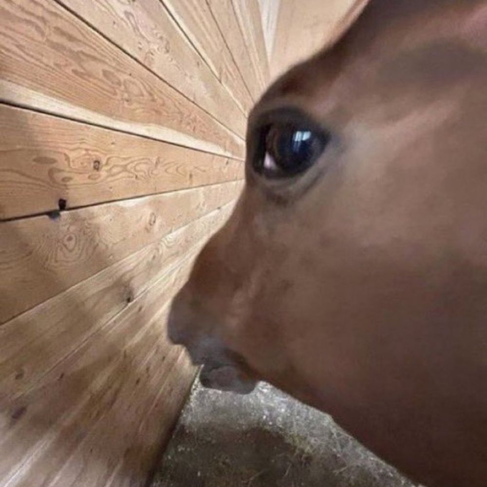 Oãoj