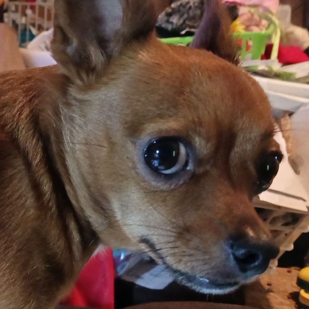 Profile picture ironicchihuahua.bsky.social