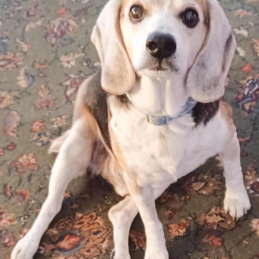 Beagle Marco Polo & KhloRida