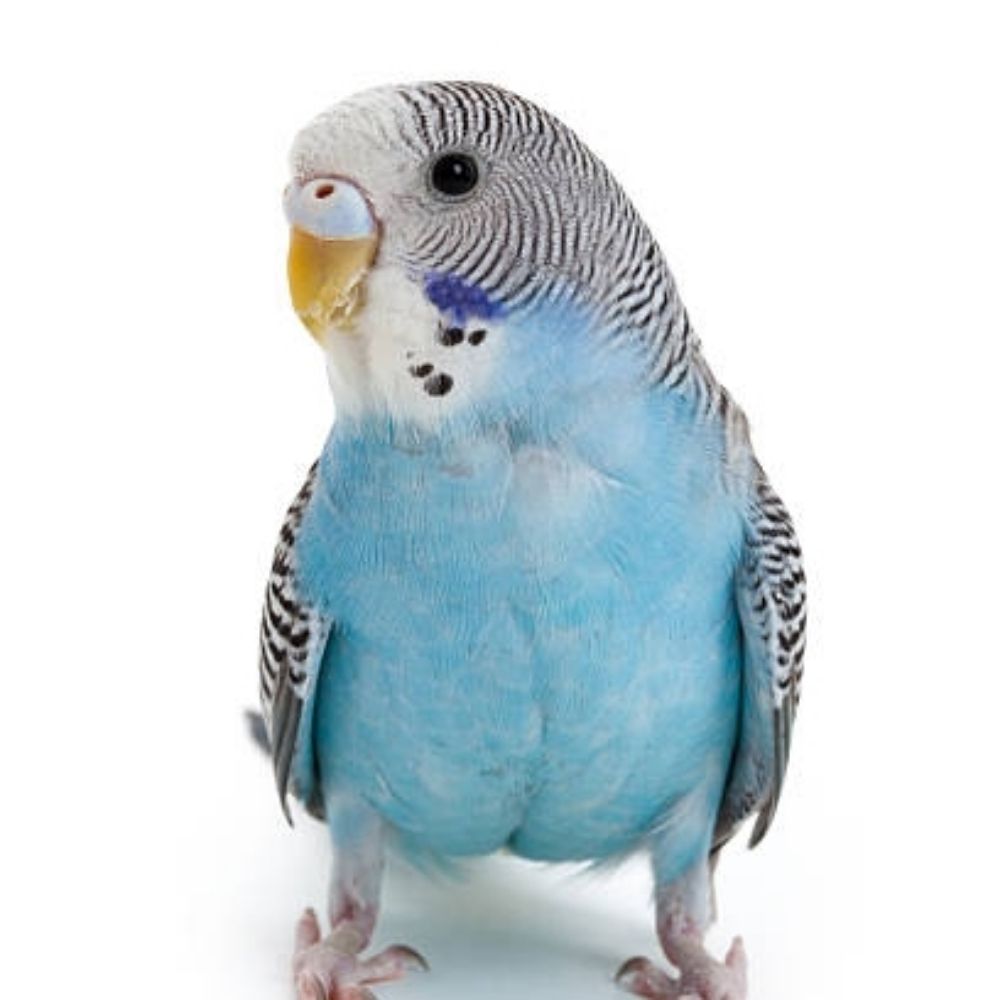 Periquito azul