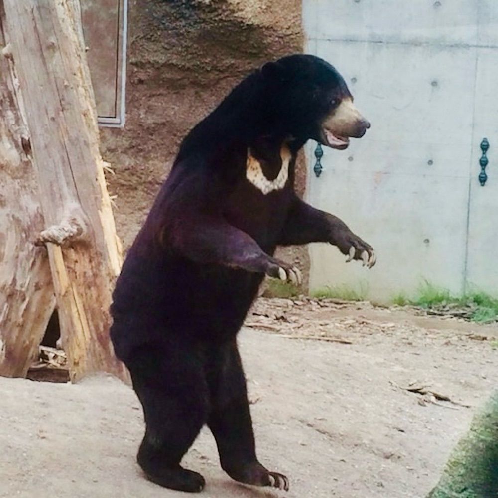 micchie 🍣 🐻