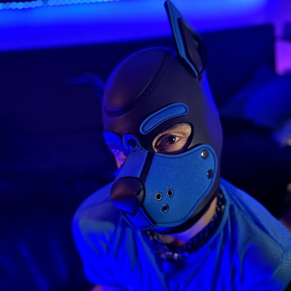 Pup_bakou
