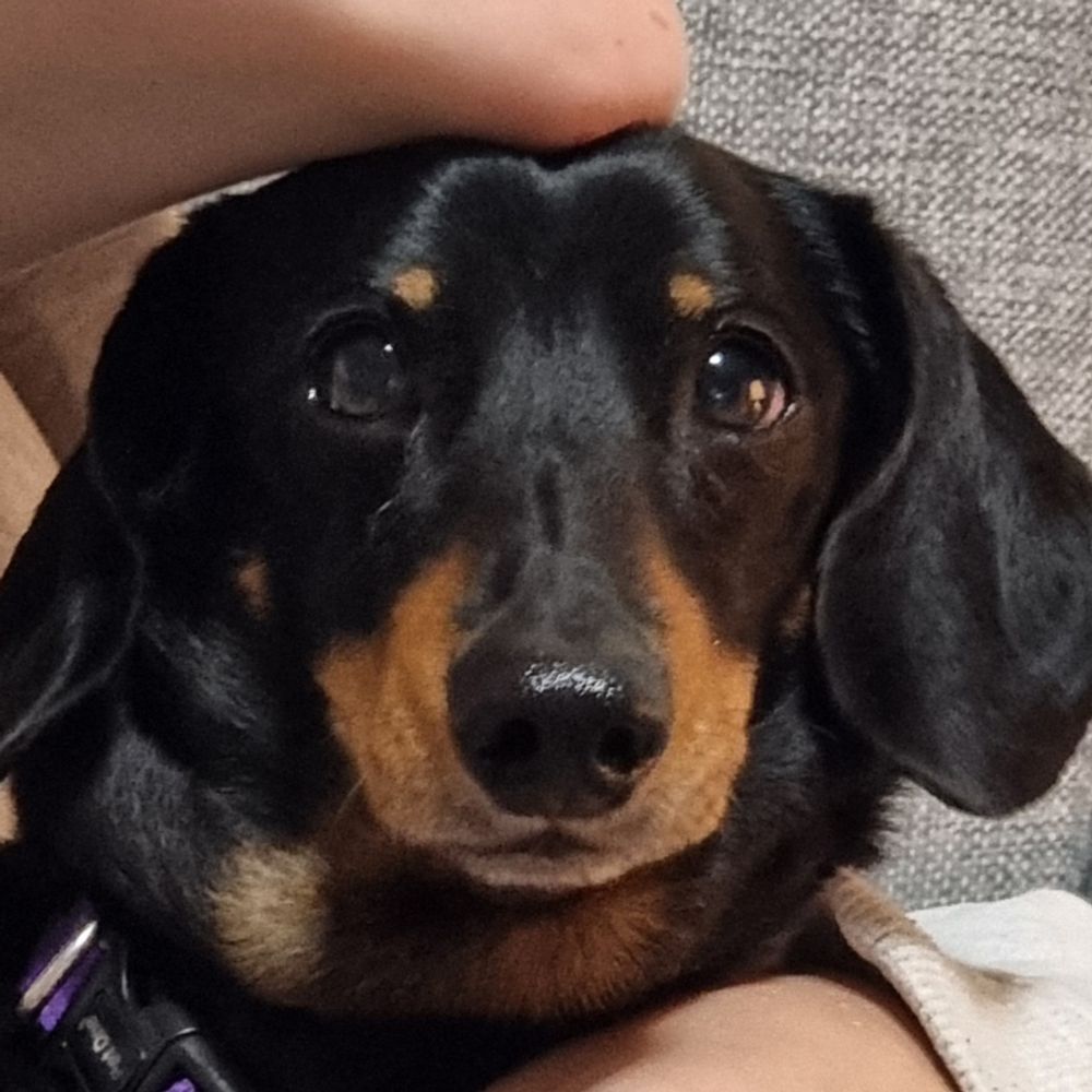 Jellybean the Diabetic Dachshund 🇦🇺