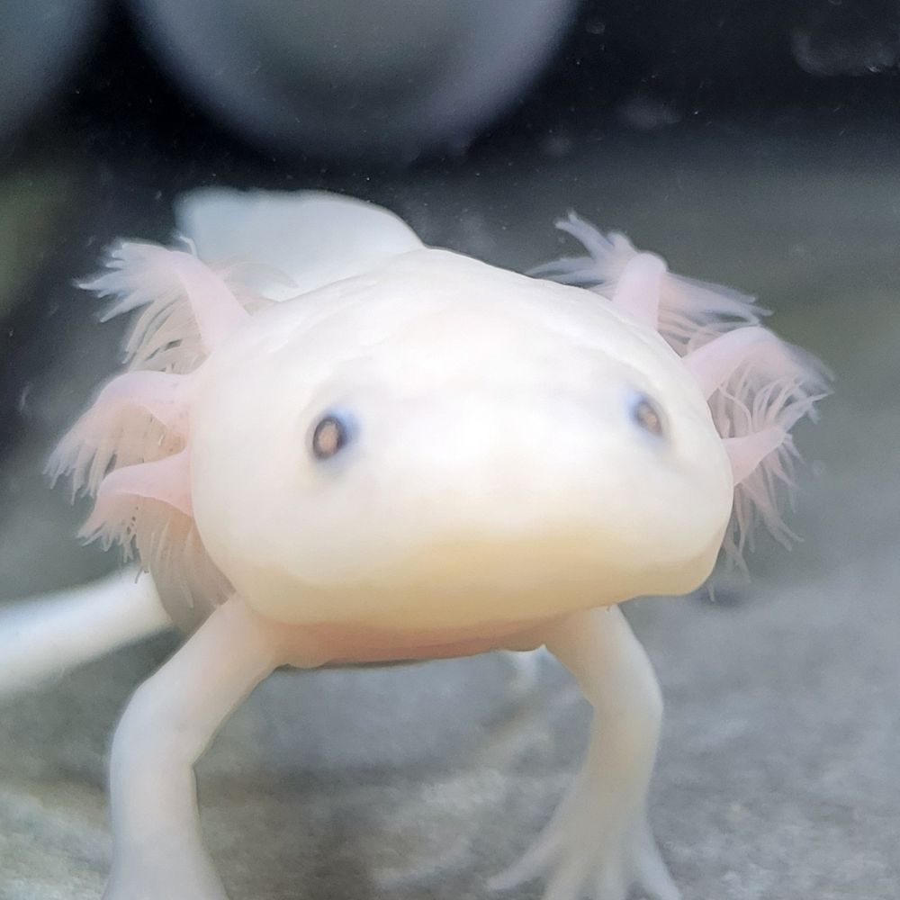 うーぱぁ