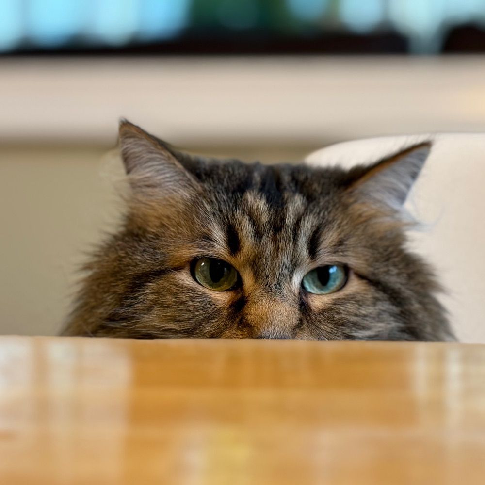 May Be Permanently Cranky