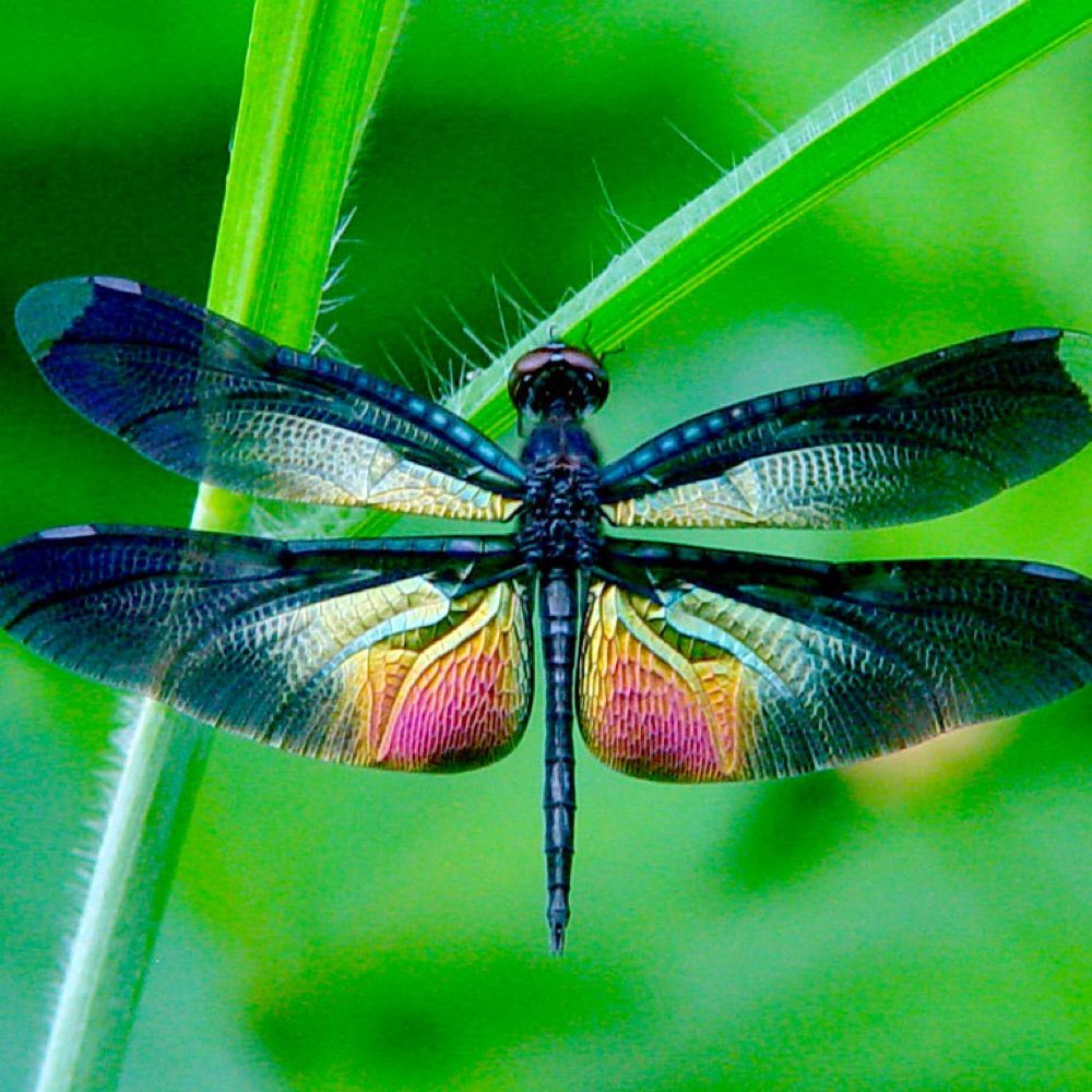 Dragonfly_yvr