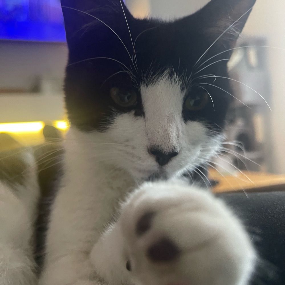CatSpammerH