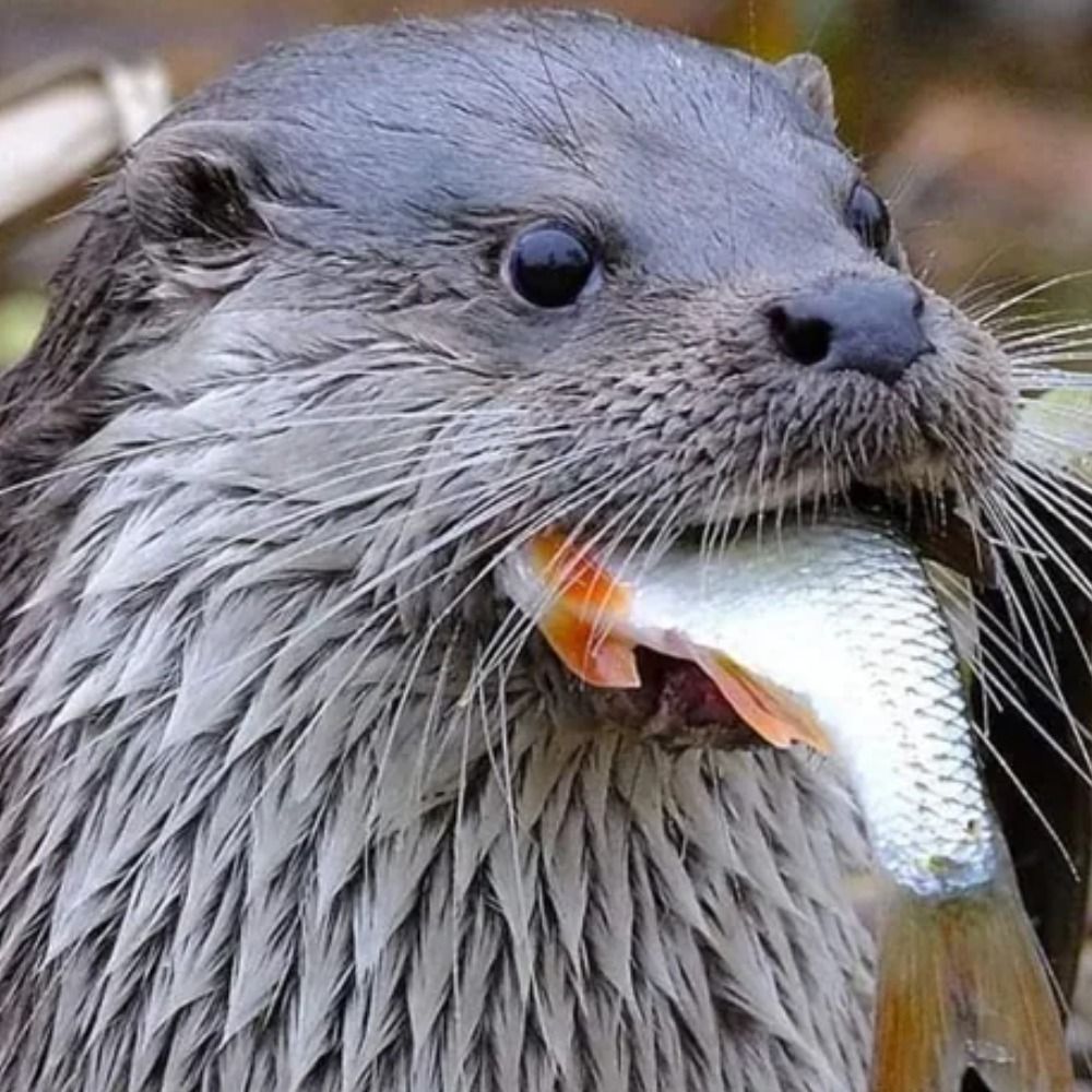Ottersholdhands