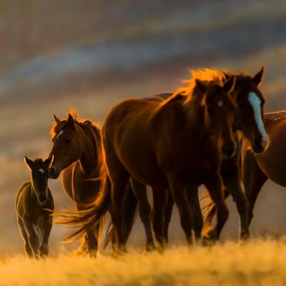 ladyfirehorse.bsky.social profile picture