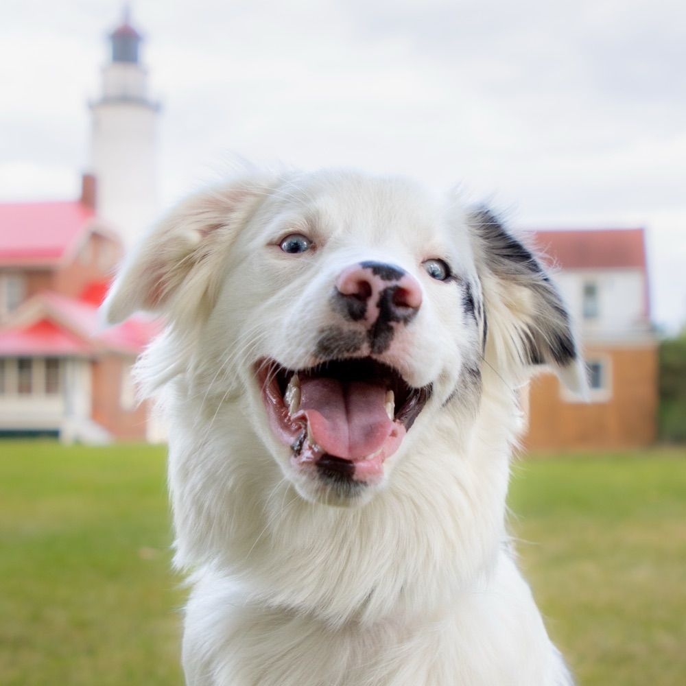 Bokeh The Aussie ♡