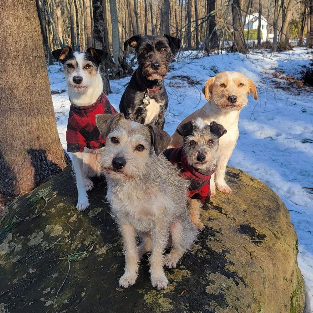 D Dogs