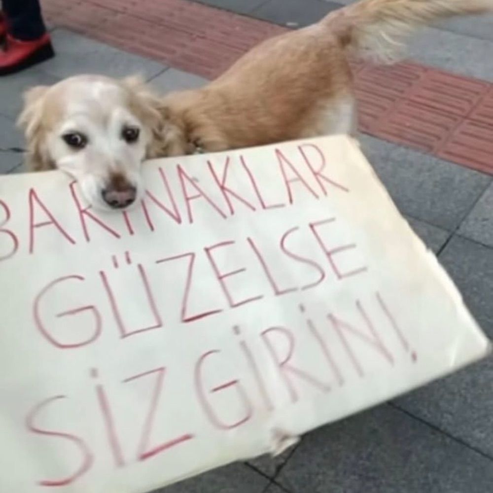 Demet Erol