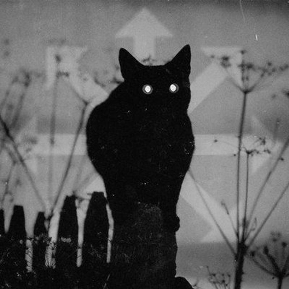 🐈‍⬛️🏴