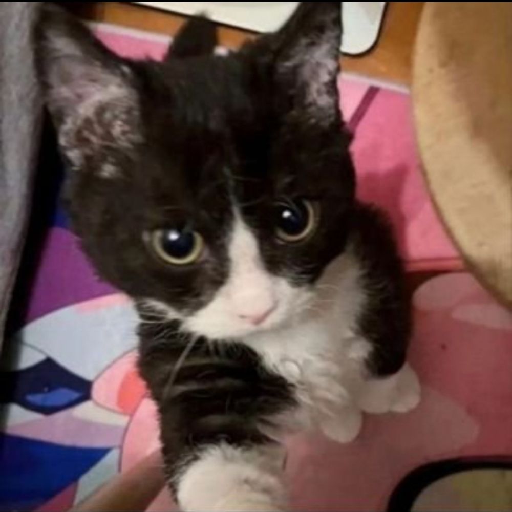 betycat