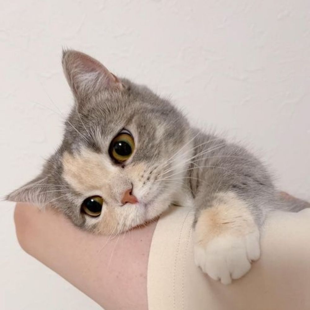 Meow cat