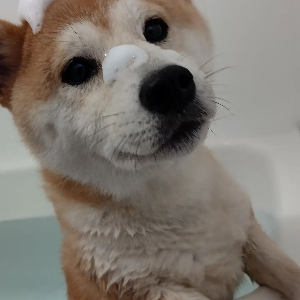 あきら（🐯通販受付中）