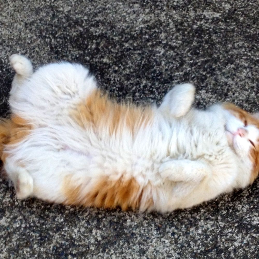 猫田川ねこ