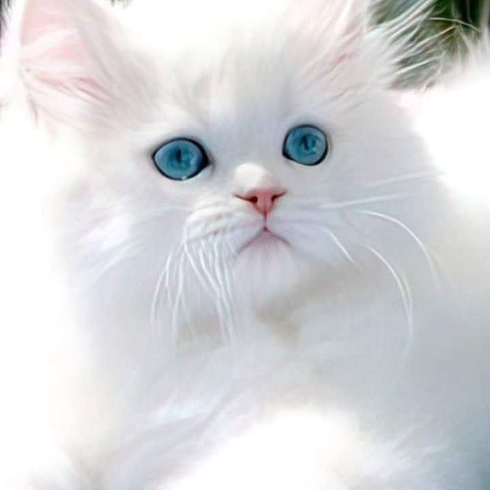 Cat Videos