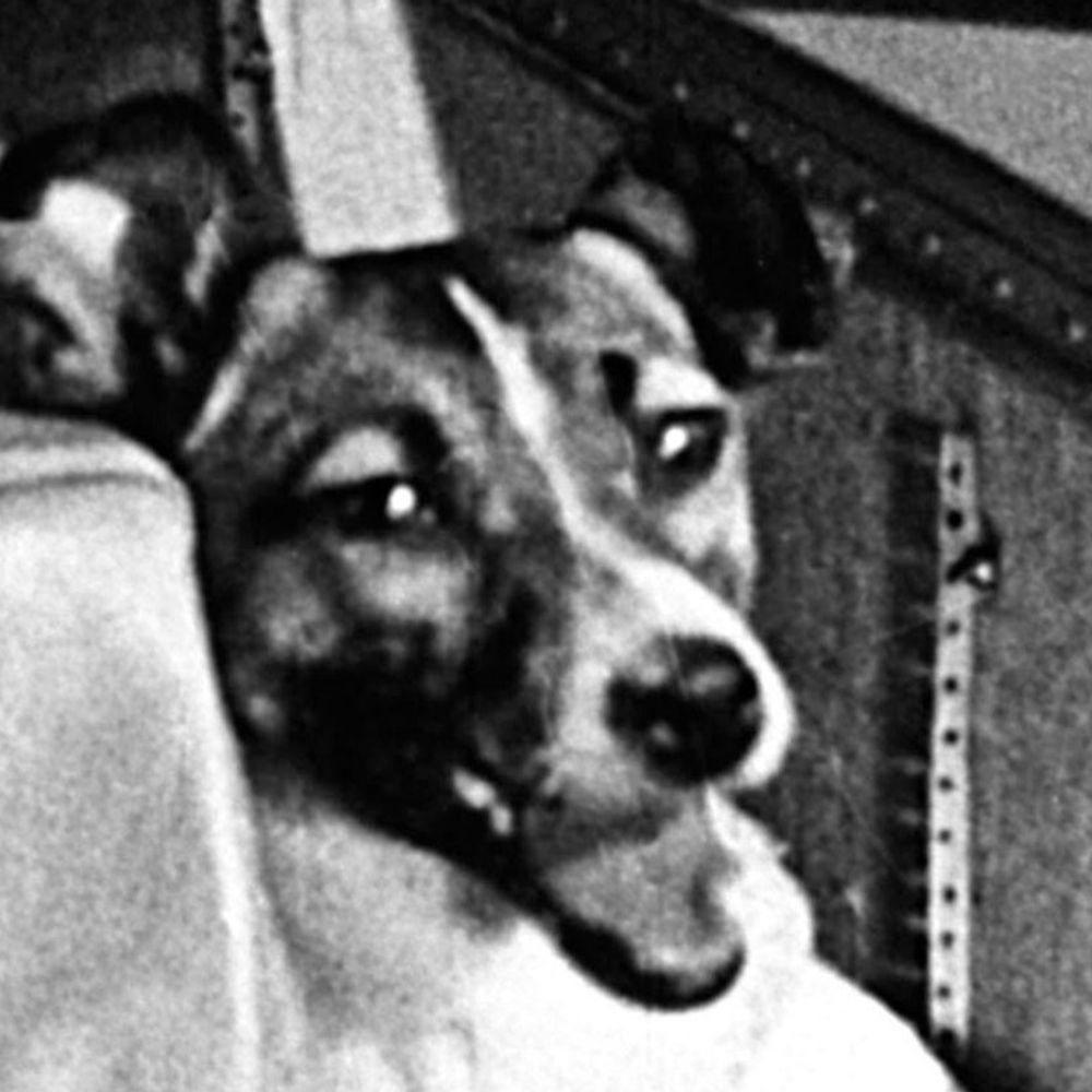 Helldog