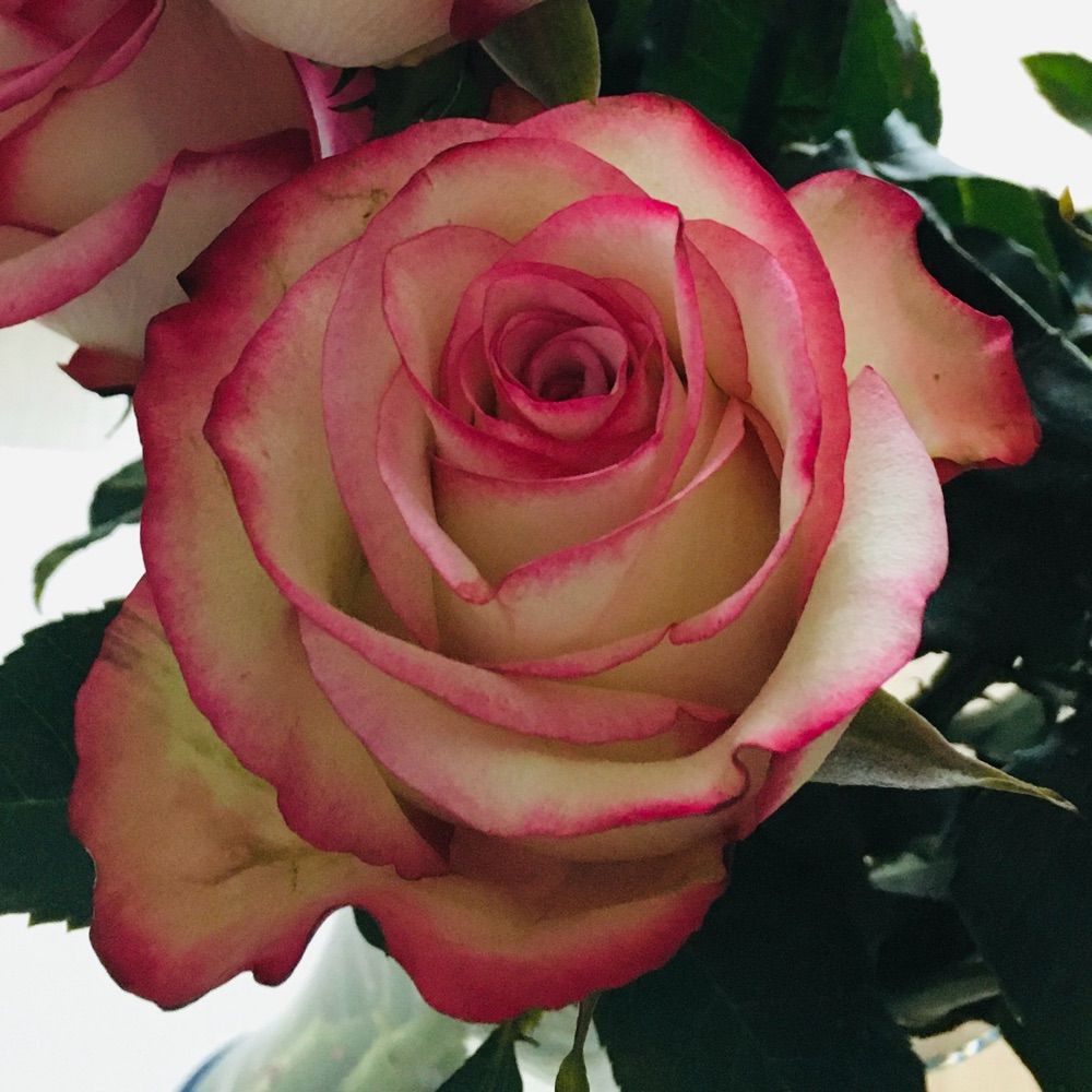 Canada York Rose
