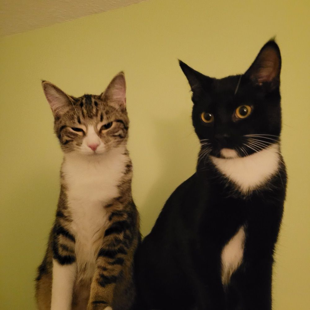 Maya🌈Dot and Dash