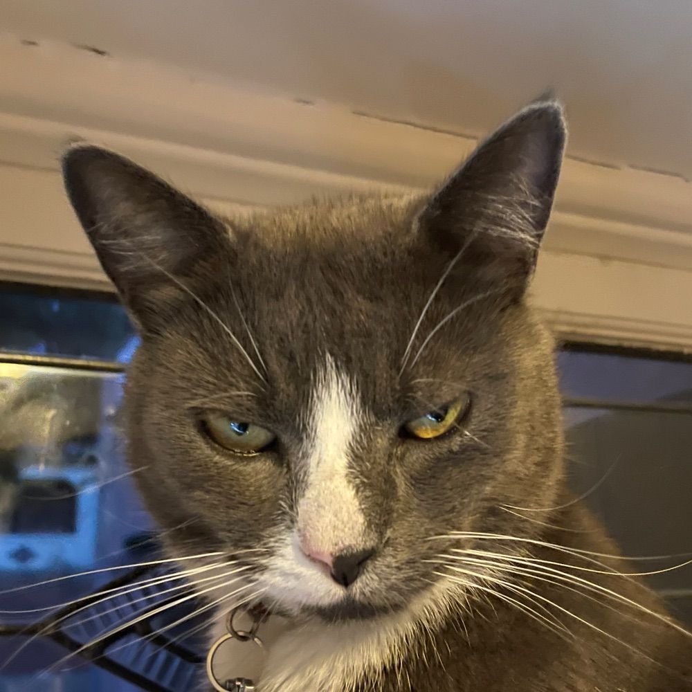 Gus