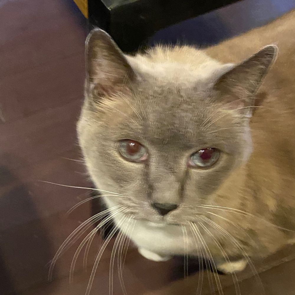 catturd1