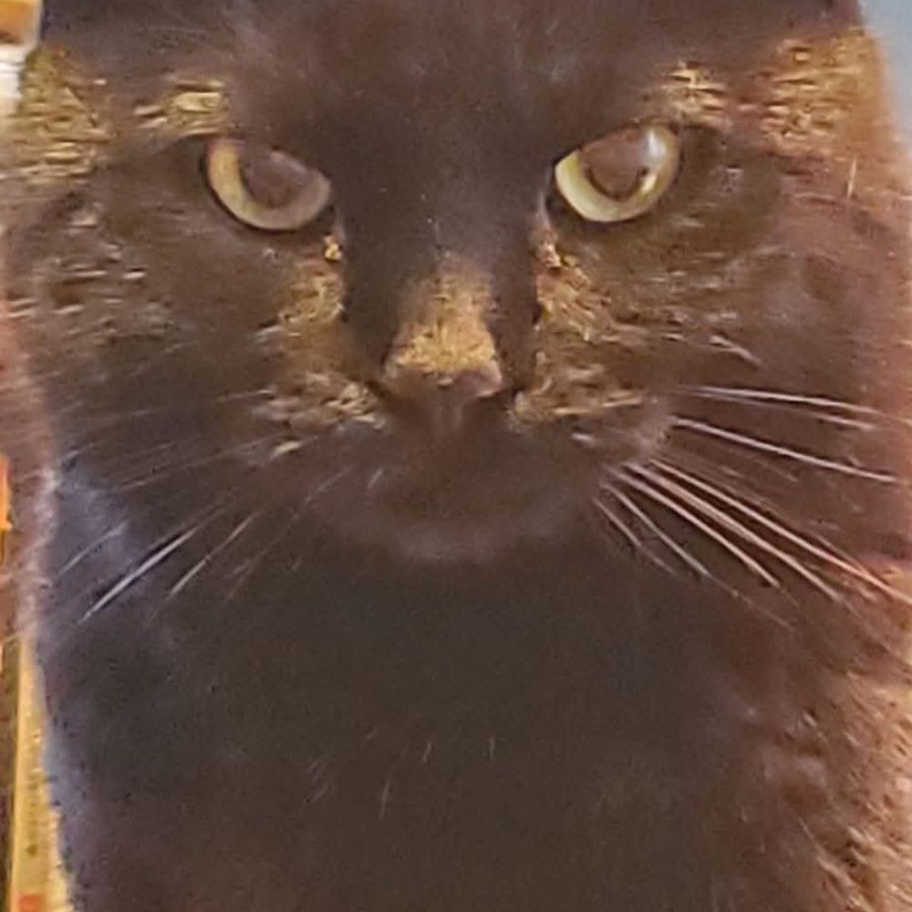 Shadow's Dad
