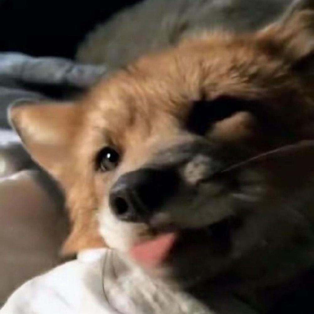 Aster_Fox