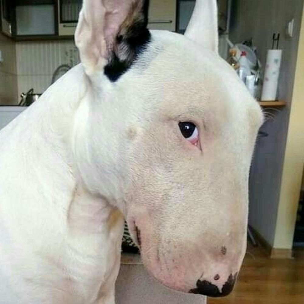 miminha