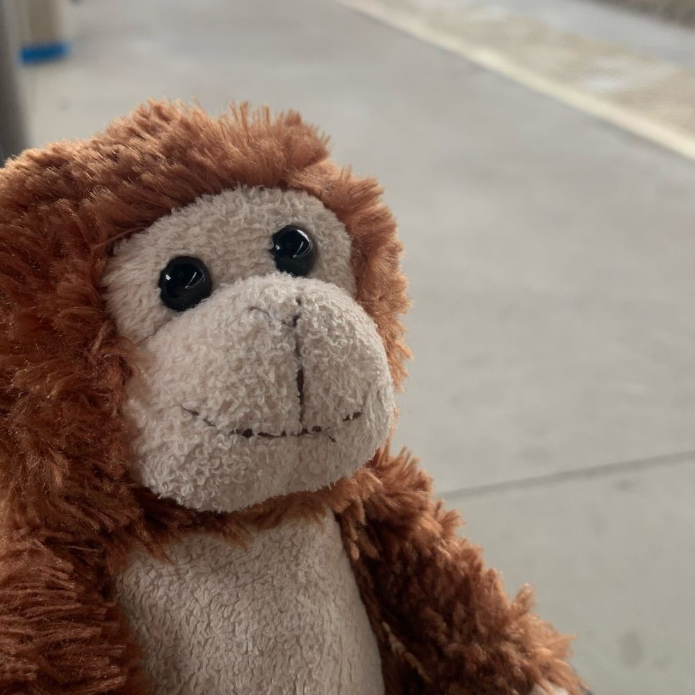 Monkey Piotr
