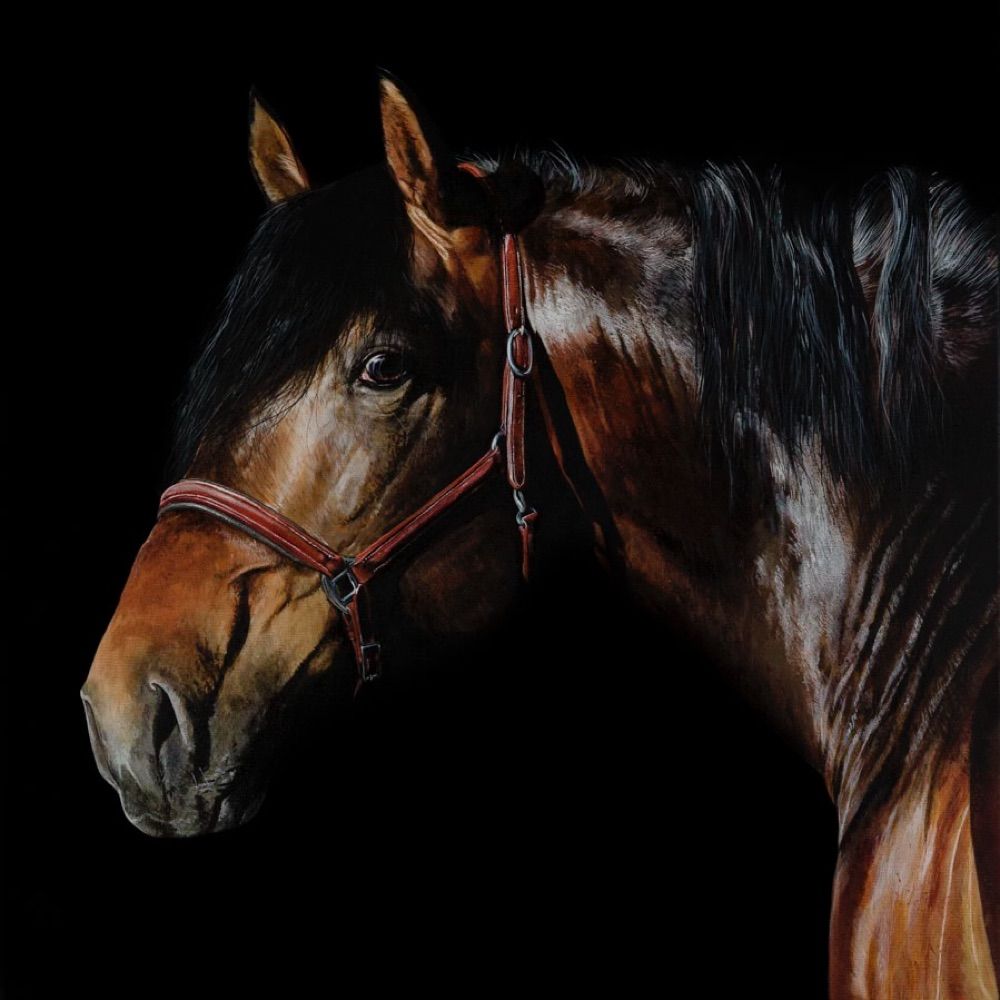 Tony O Connor - The Equine Artist