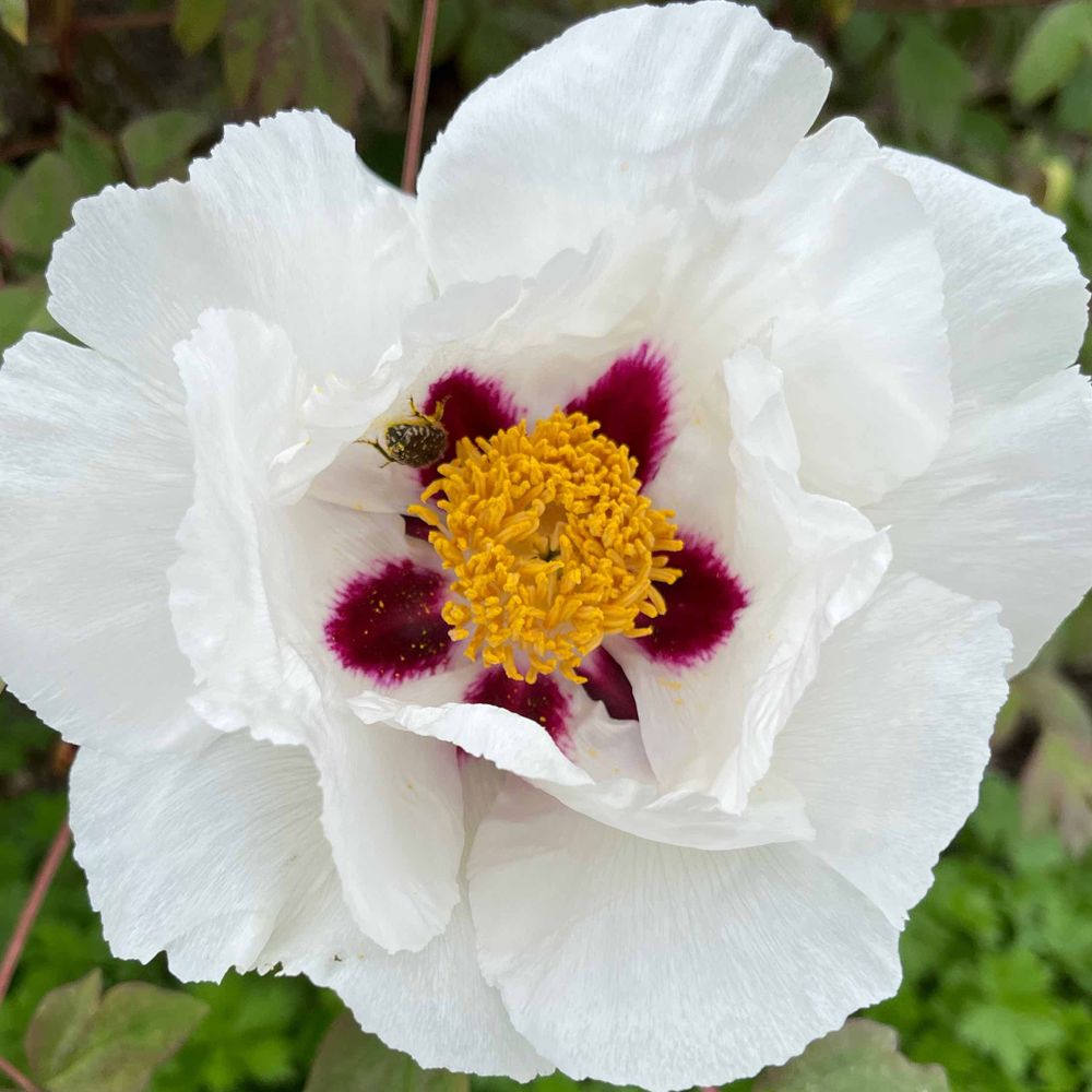 GrooteBloom