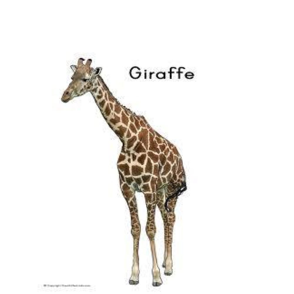 Awkward Giraffe (Matt)