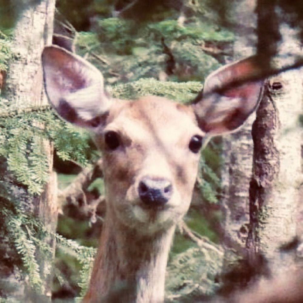 鹿(ブリオ)🍺🦌