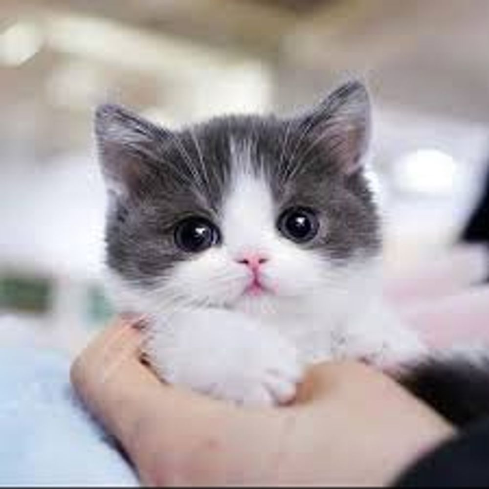 FlickerFeline