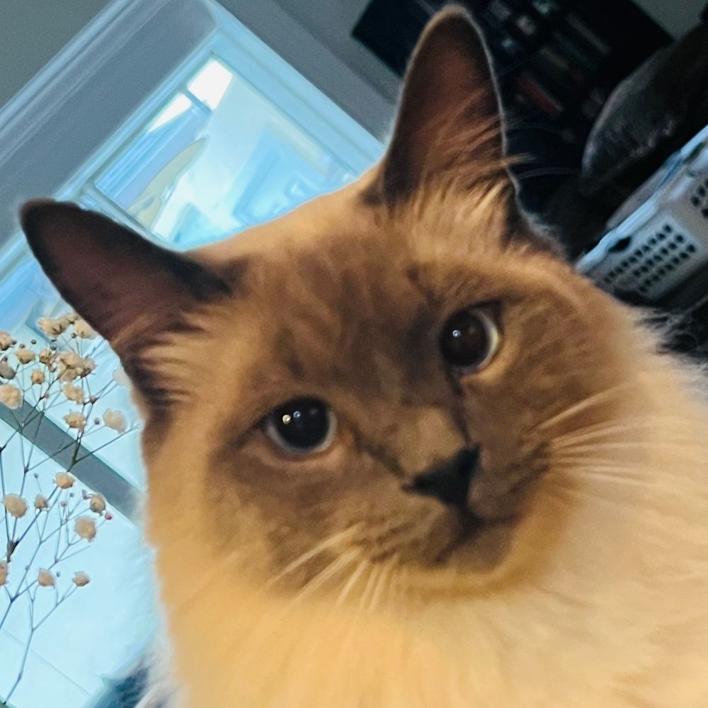 supernovagal.bsky.social profile picture