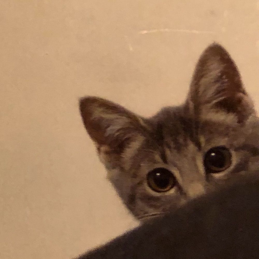 高台の猫
