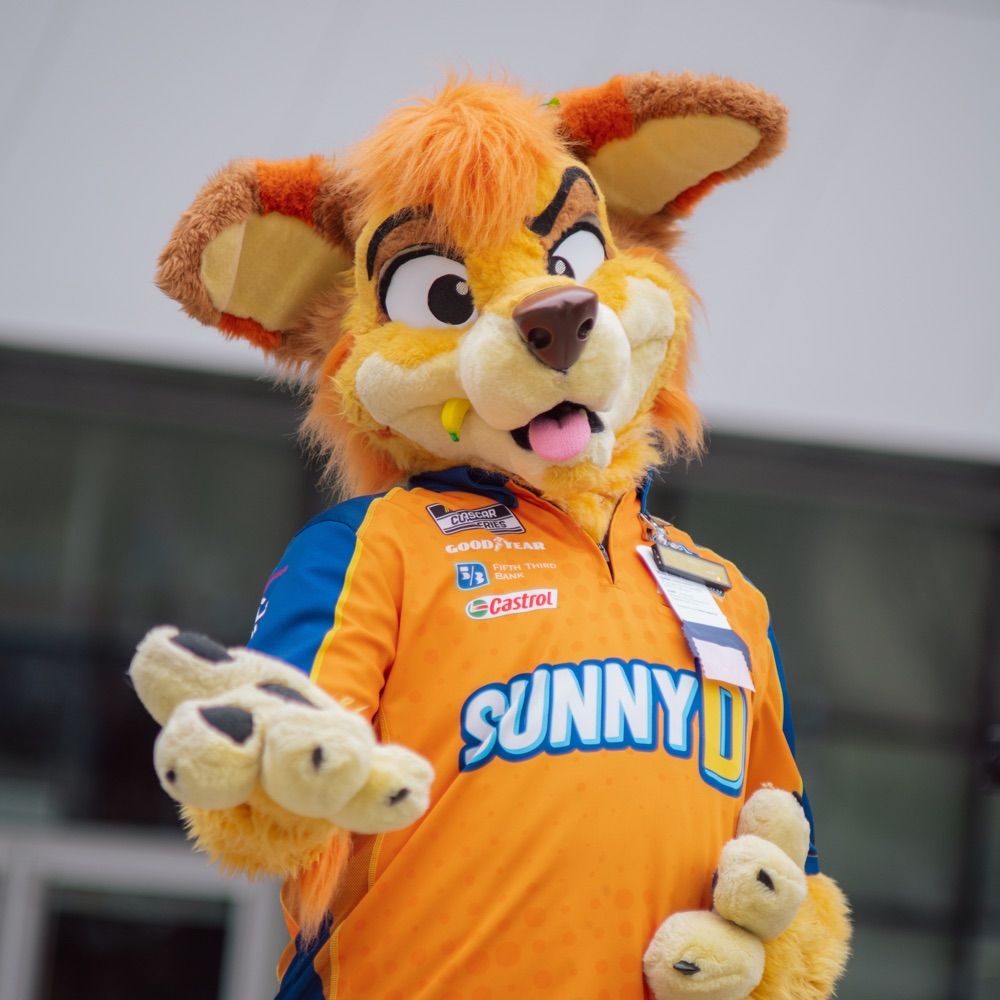 Sunny Dingo