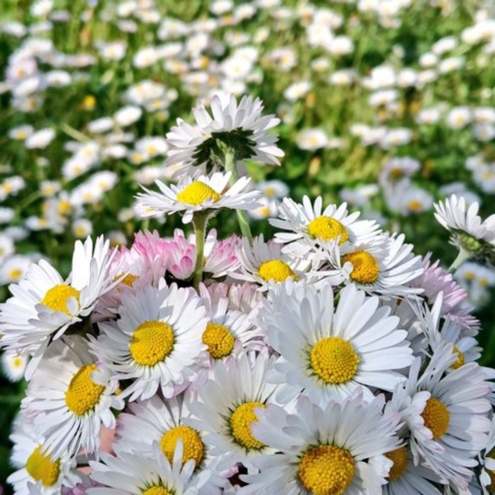 Göçmen kızı🌻