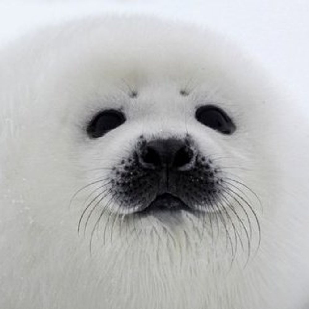 Seal Girl