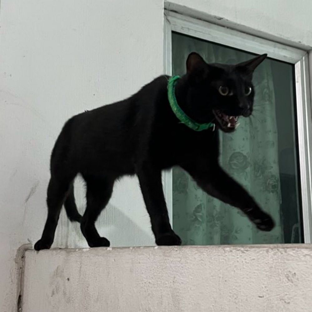 kurrkurr