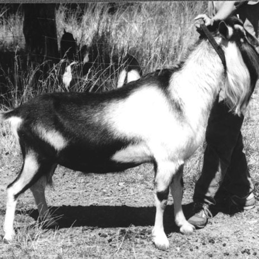 Missdee's Alpine Dairy Goats