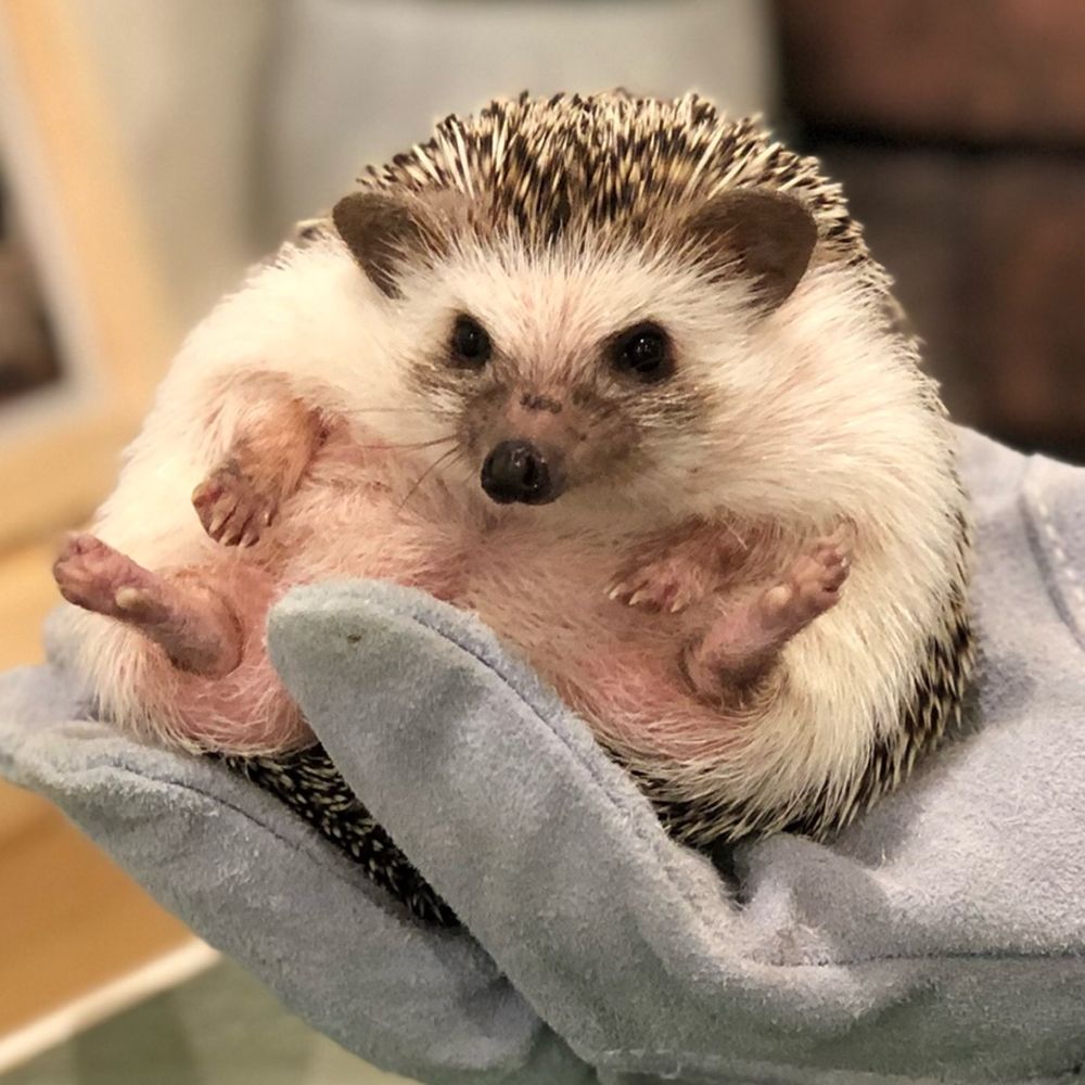 マレーネ