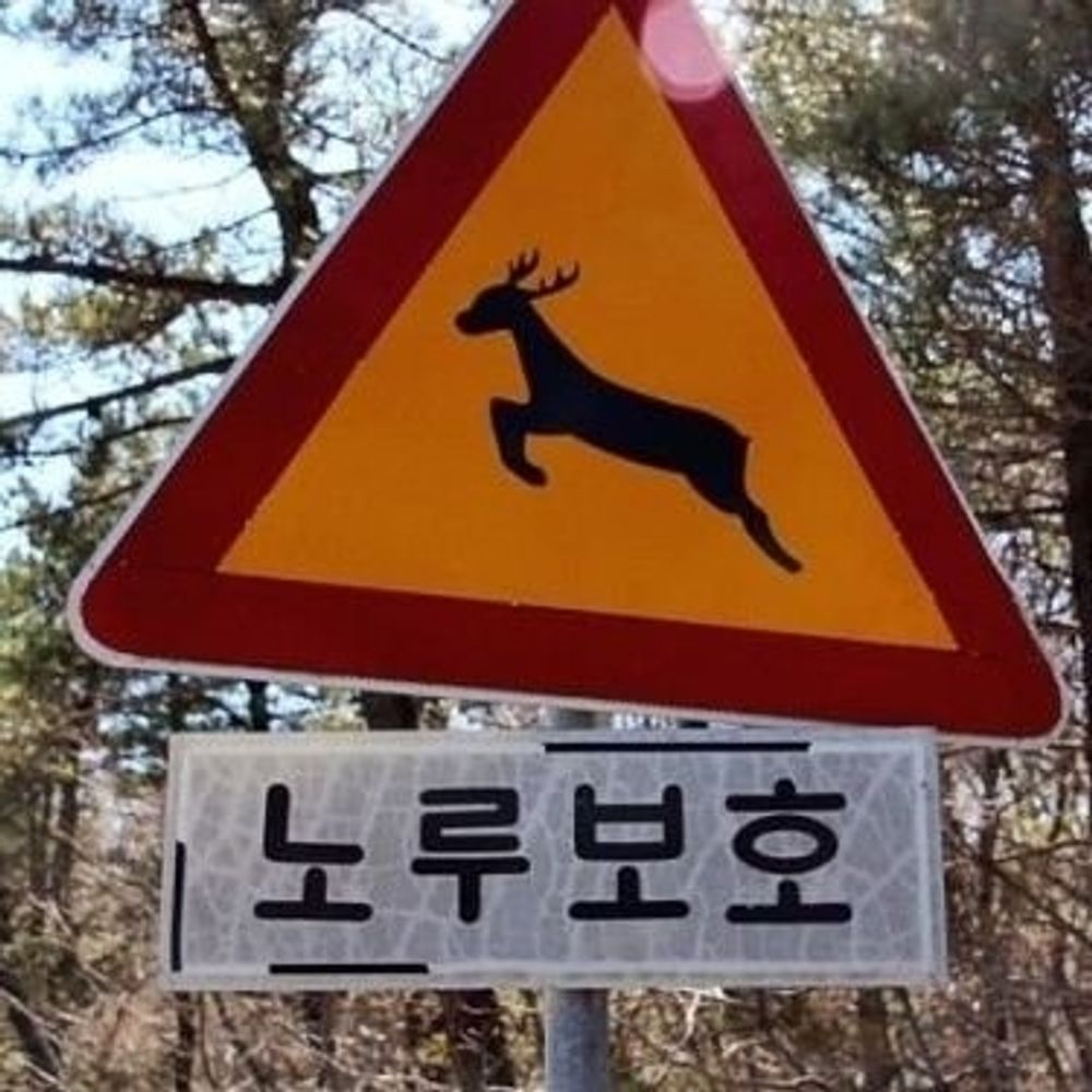 노루점핑