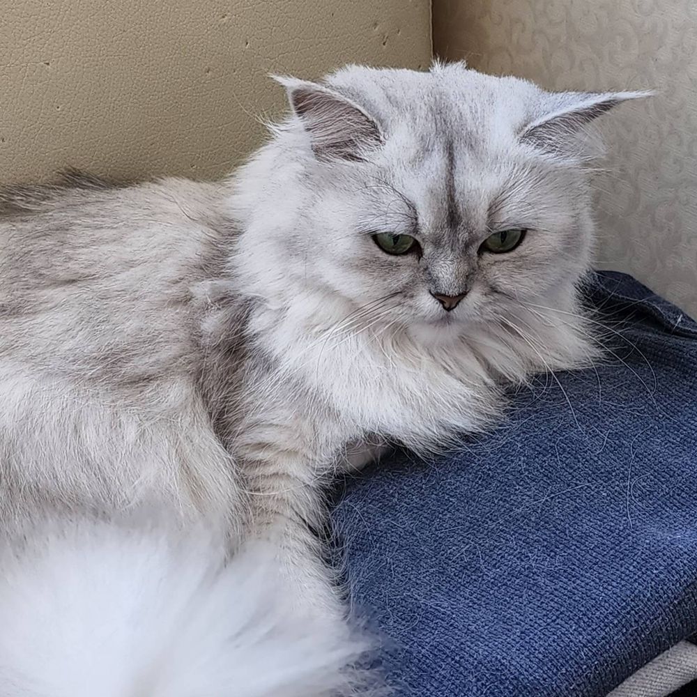 Katze König