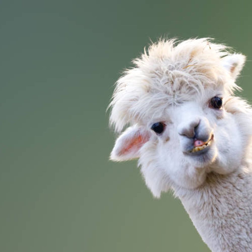 Ulises Llama